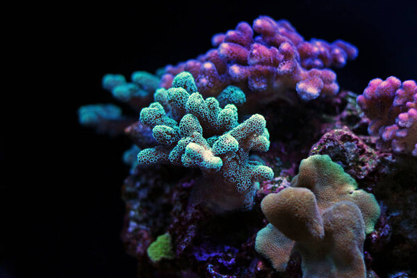 coral in marine aquarium tank
