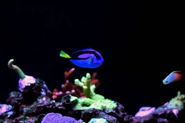 Real Dory in marine aquarium tank (Blue Tang) — Stok Foto