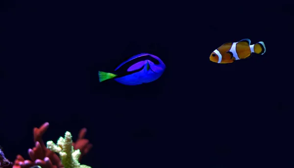 Der echte nemo und dory — Stockfoto