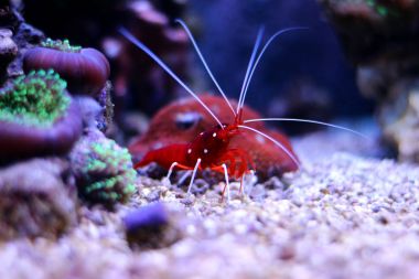 Red Fire karides (Lysmata debelius)