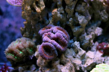 Lobophyllia Lps mercan