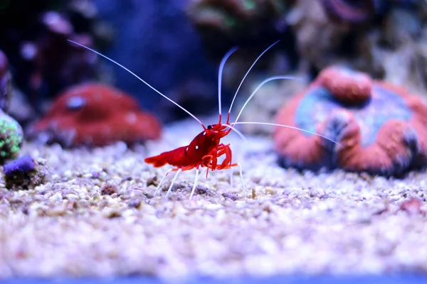 Camarão Fogo Vermelho Lysmata Debelius — Fotografia de Stock