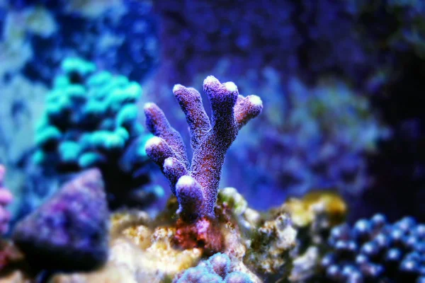 Stylophora koralle (stylophora sp.) — Stockfoto