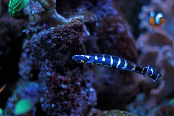 Μηχανικός γοβιούς (Pholidichthys leucotaenia) — Φωτογραφία Αρχείου