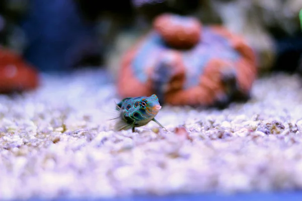 Groene Mandarijn vis in koraal rif aquarium — Stockfoto