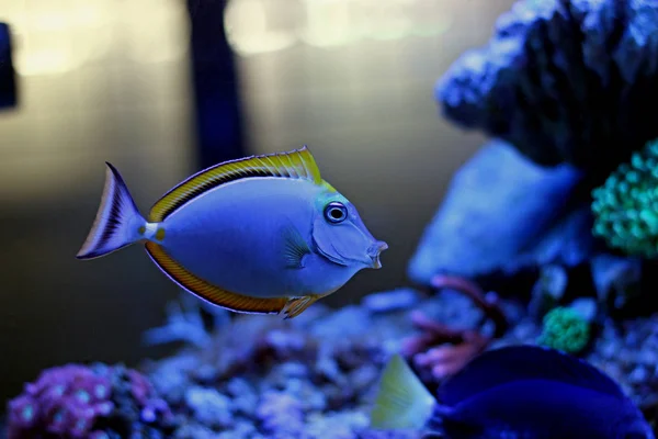 Blond Naso Tang (Naso elegans)) — Stockfoto