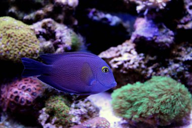 Kole tang (Ctenochaetus strigosus)