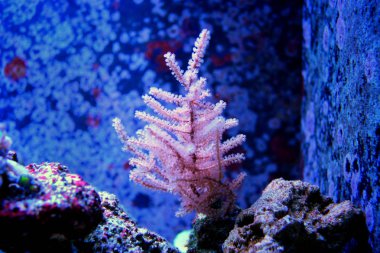 Pembe fotosentetik Gorgonian mercan