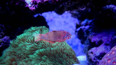 Leopar Wrasse - Macropharyngodon bipartitus