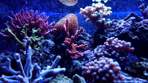 Corals in Reef Aquarium Tank — Stock Photo, Image
