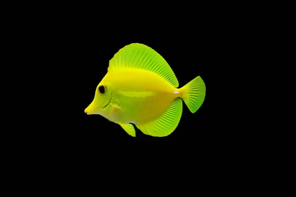 Zebrasoma Yellow Tang — 스톡 사진