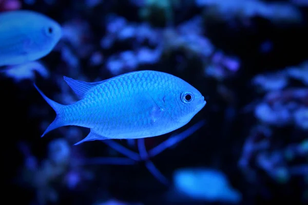 Peixes-cromados azuis — Fotografia de Stock
