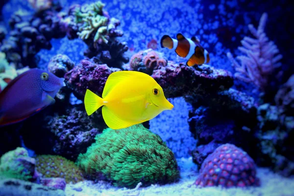 Zebrasoma Yellow Tang — стокове фото