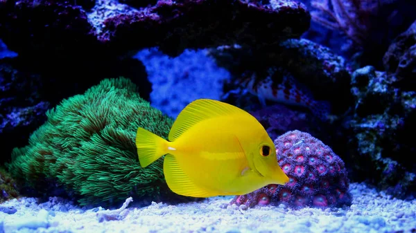 Zebrasoma Yellow Tang