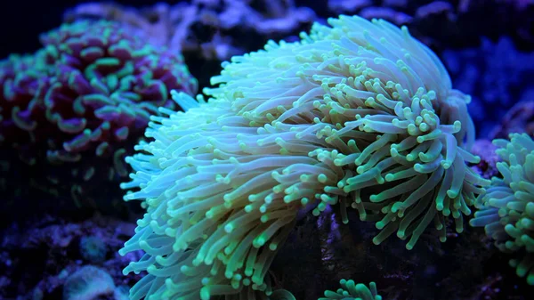 Euphyllia lps Coral (Euphyllia glabrescens) — Stockfoto
