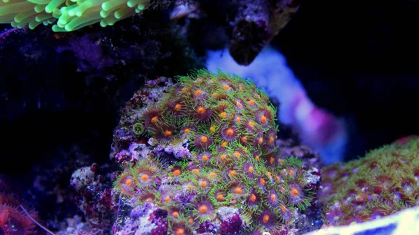 Κλείστε επάνω σε zoanthids αποικίας κοραλλιών — Φωτογραφία Αρχείου