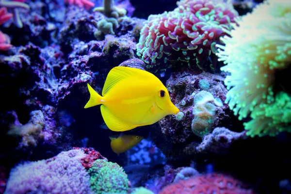 Zebrasoma Yellow Tang — стокове фото