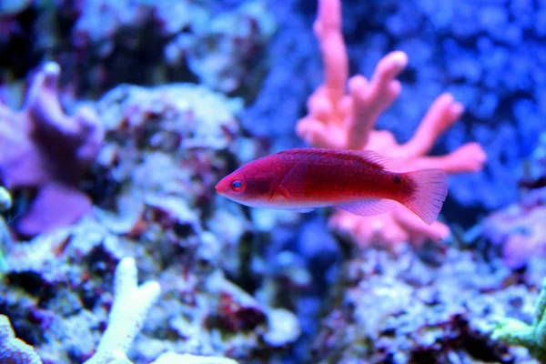 Adornatus tündér Ajakoshalfélék - (Cirrhilabrus-adornatus) — Stock Fotó