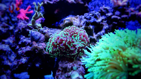 Euphyllia lps Coral (Euhyllia glabrescens ) — Fotografia de Stock