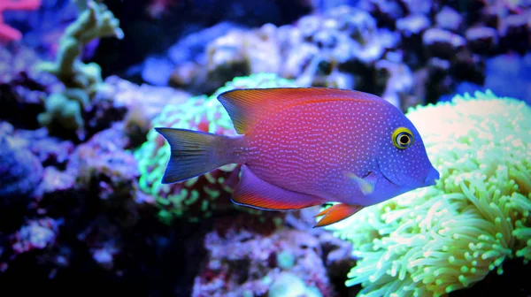 Kole tang (Ctenochaetus strigosus)