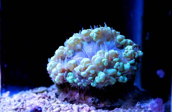 Buborék Coral Pearl Lps Coral Physogyra — Stock Fotó