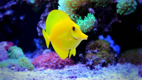 Zebrasoma Tang amarillo —  Fotos de Stock