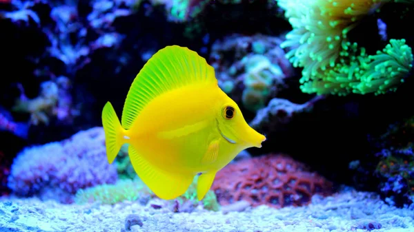 Zebrasoma Yellow Tang — стокове фото