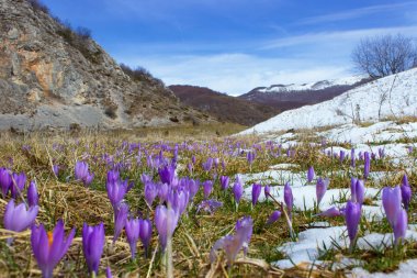 Çiğdem ampul, kar sonra ilk bahar çiçek