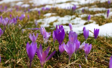 Çiğdem ampul, kar sonra ilk bahar çiçek