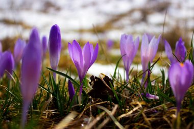 Çiğdem ampul, ne zaman kar eritme ilk bahar çiçek