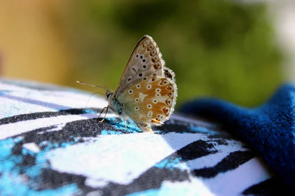 Estrella Del Mar Azul Linckia Laevigata — Foto de Stock