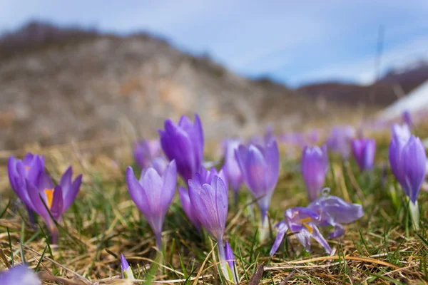 Crocus Glödlampa Första Vårblomma När Snön Smälter — Stockfoto