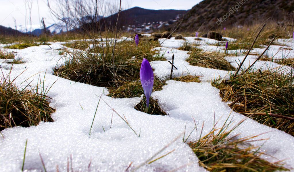 Crocus bulb, first spring flower when the snow is melting