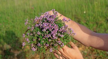 Thymus serpyllum çay 