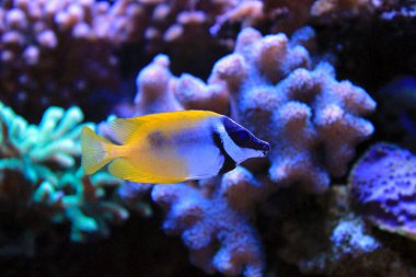 Mercan resif akvaryum tankı olduğunu balık