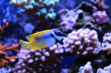 Mercan resif akvaryum tankı olduğunu balık