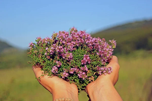 Té de Thymus serpyllum — Foto de Stock