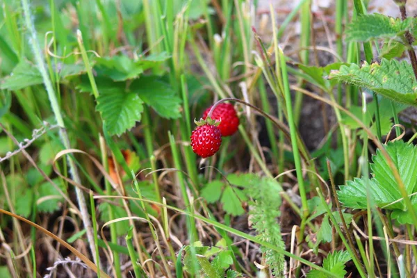 Natürliche Walderdbeere — Stockfoto