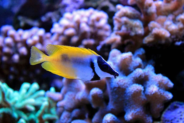 Foxface vis in koraal rif aquarium tank — Stockfoto