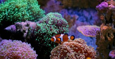 Ocellaris palyaço balığı - gerçek Nemo