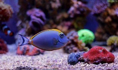 Sarışın Naso Tang (Naso eleganları)