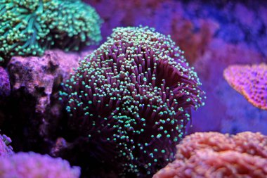 Euphyllia lps mercan (Euphyllia glabrescens)