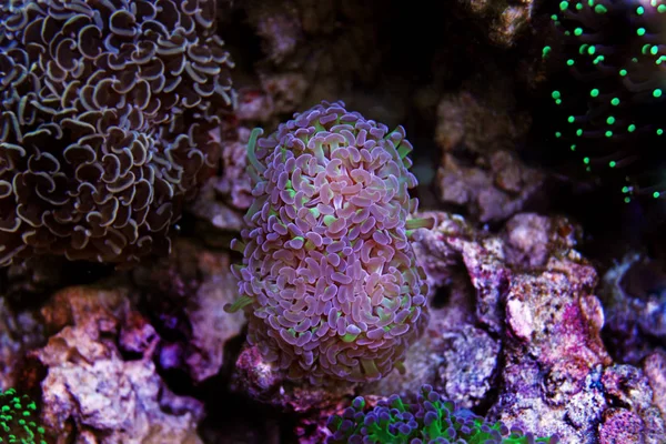 Euphyllia lps Coral (Euphyllia glabrescens) — Zdjęcie stockowe
