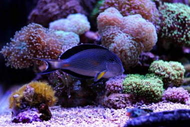 Görkemli balık - Sohal Tang