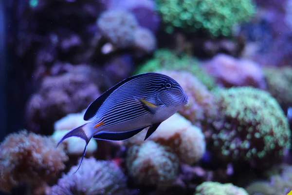 Majestic fish - Sohal Tang — Stock Photo, Image