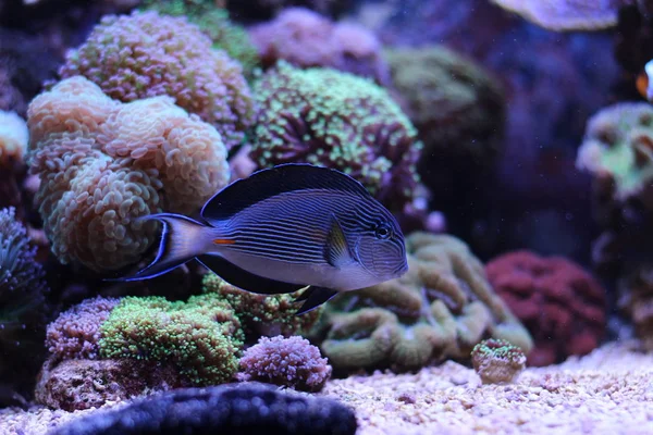 Peces majestuosos - Sohal Tang —  Fotos de Stock