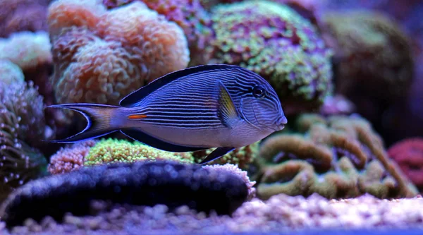 Majestic fish - Sohal Tang — Stock Photo, Image
