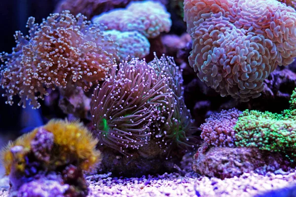 Coral Euphyllia Lps — Stock Fotó