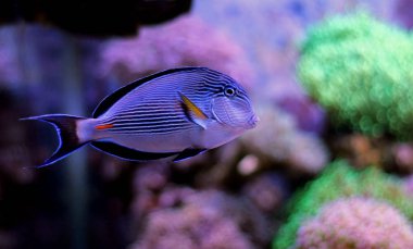 Görkemli balık - Sohal Tang