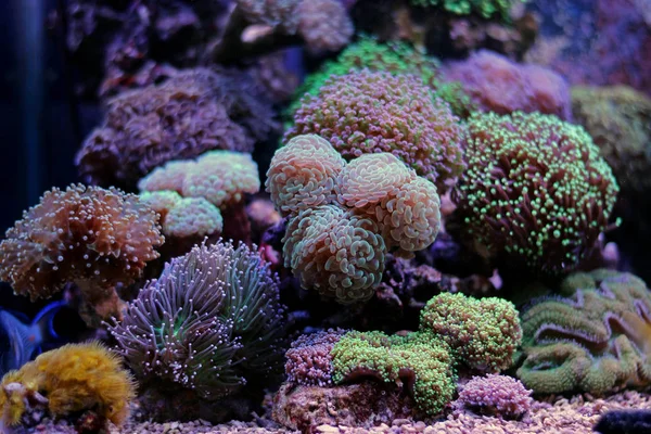 Euphyllia lps Koralle — Stockfoto
